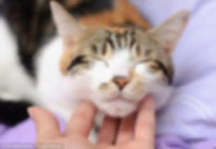 Terungkap Sudah, Inilah Alasan Mengapa Kucing Suka Merem-Melek Kesenangan Bila Dielus Lehernya
