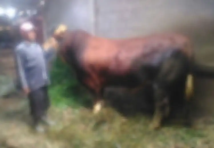 Gatot Kaca dan Seno, Duo Sapi dengan Ukuran Jumbo yang Harganya Bikin Melongo