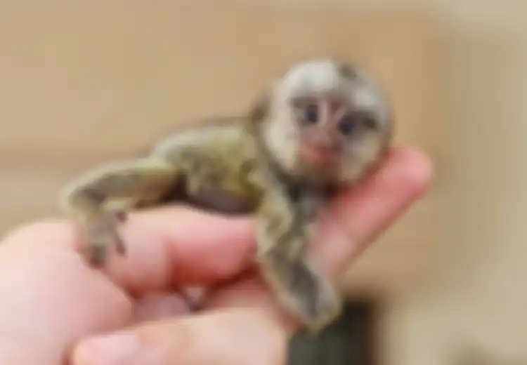 Lucu, Monyet Terkecil di Dunia Lahirkan Bayi Kembar, Beratnya Setara Satu Sendok Makan Gula Pasir