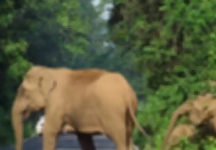 Seperti Polisi, Gajah Ini Menghentikan Lalu Lintas Demi Mengamankan Kawanannya yang Mau Melintas