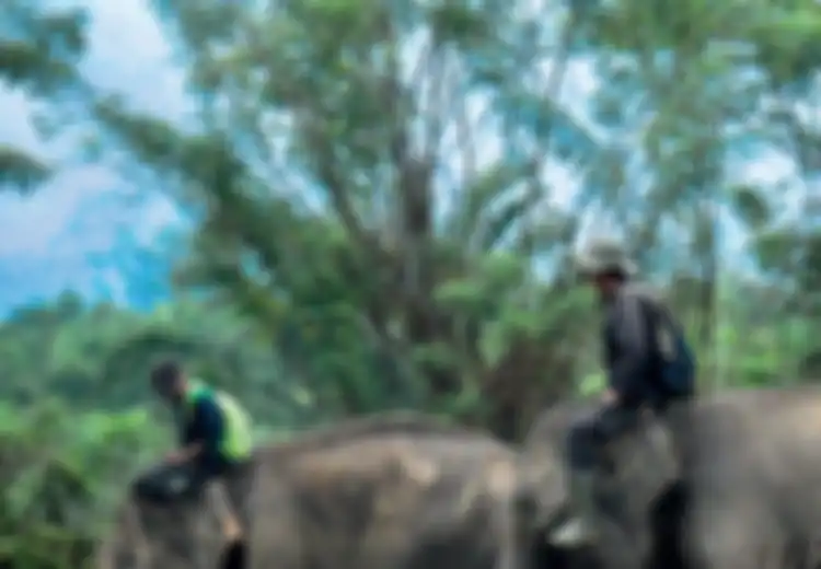 Menggembala Gajah, Menyapa Detak Pelindung Hutan