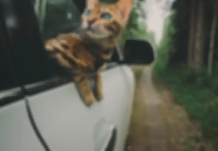 Yuk Berkenalan dengan Suki, Kucing Pelancong yang Mungkin Hidupnya Lebih Baik dari Anda