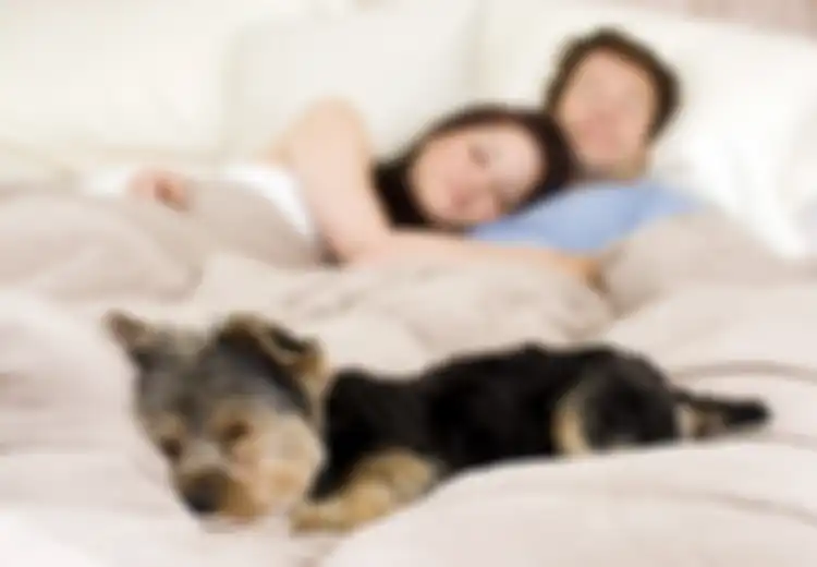 Menurut Peneliti, Tidur Bersama Anjing Bisa Membuat Istirahat Malam Anda Lebih Berkualitas