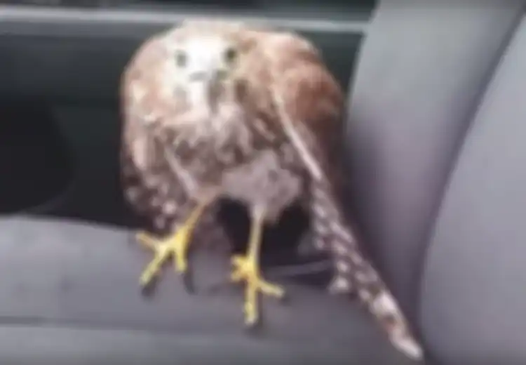 Unik, Burung Elang Ini Putuskan Naik Taksi saat Menyelamatkan Diri dari Badai Harvey