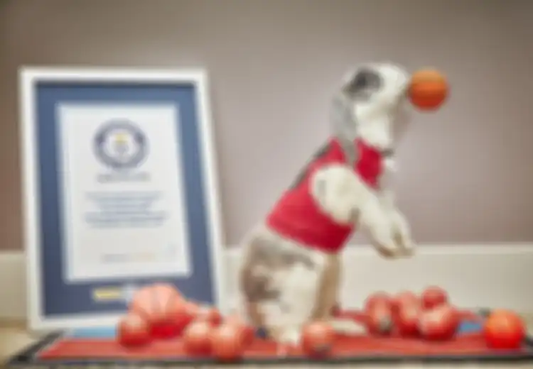 Wow, Tiga Hewan Ini Ternyata Memiliki Rekor Dunia dalam Guinness World Records, Apa Saja Rekornya?