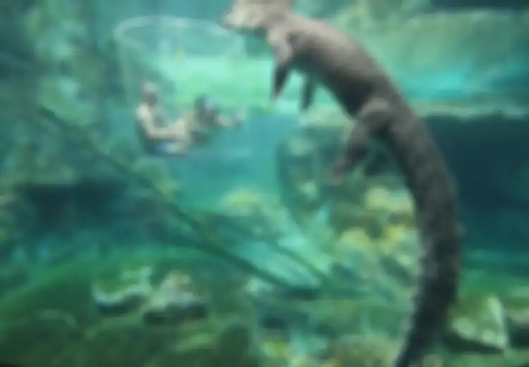 Kandang Kematian, Wahana yang Bikin Ciut Nyali karena Kita akan Berenang Bersama Seekor Buaya Raksasa