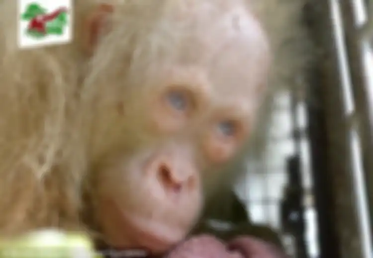 Hutan Kalimantan Terus Dialihfungsikan, Orangutan Albino Ini Galang Dana untuk Beli ‘Rumah’