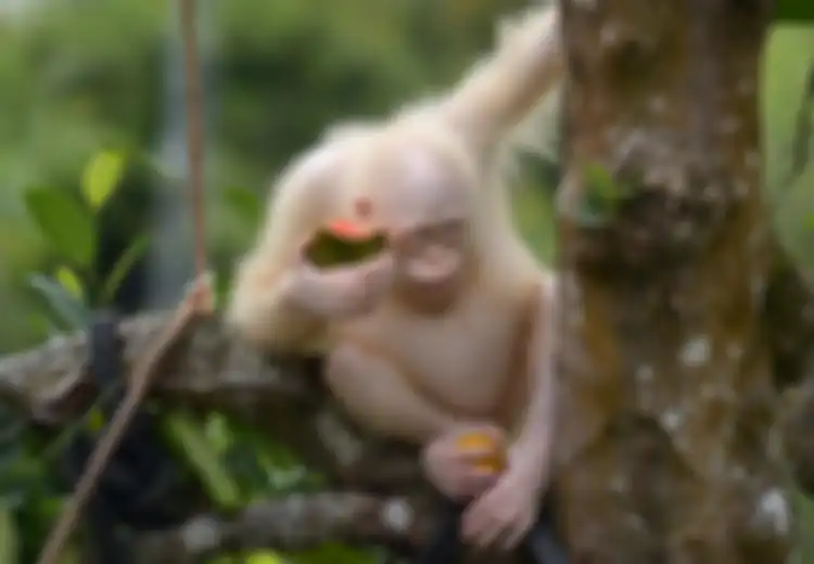 Alba, Orangutan Albino Langka yang Berhasil Diselamatkan di Kalimantan Itu Kini Sudah Doyan Makan