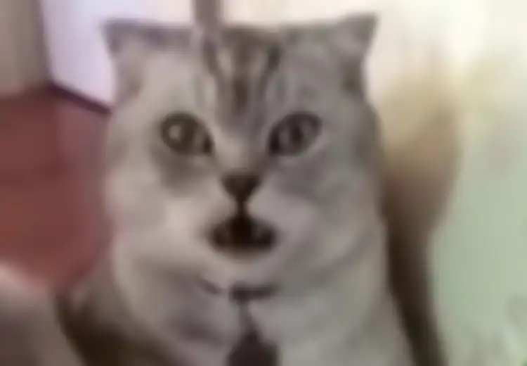 Habis Dikebiri Kucing Ini Syok Berat Saat Sadar Alat Kelaminnya Hilang, Ekspresinya Bikin Trenyuh