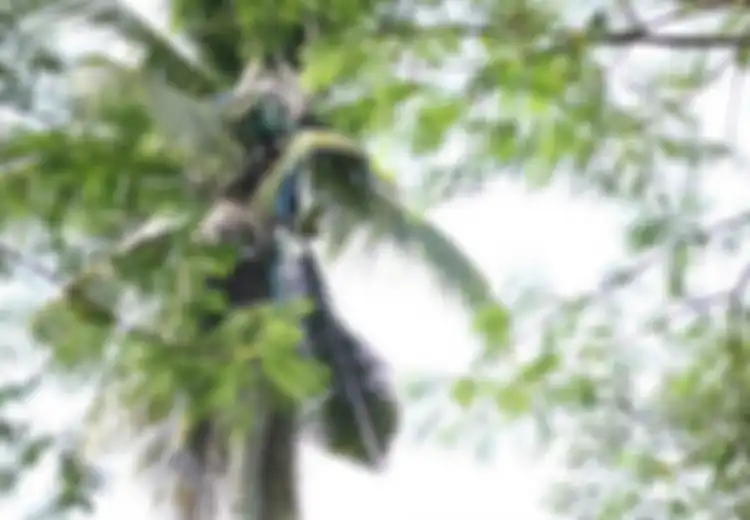 Pria Ini 3 Tahun Hidup Meringkuk Di Atas Pohon Kelapa, Ini Yang Terjadi Pada Tubuhnya