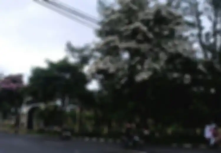 Wow, Bulan Ini Magelang Secantik Negeri Sakura Karena Bunga Tabebuya Yang Bermekaran