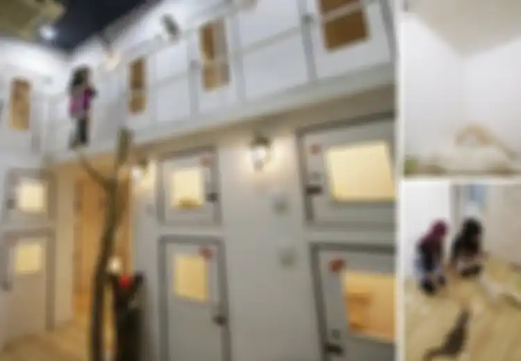 Keren! Hotel Bintang Lima Ini Khusus Melayani Kucing Bukan Manusia
