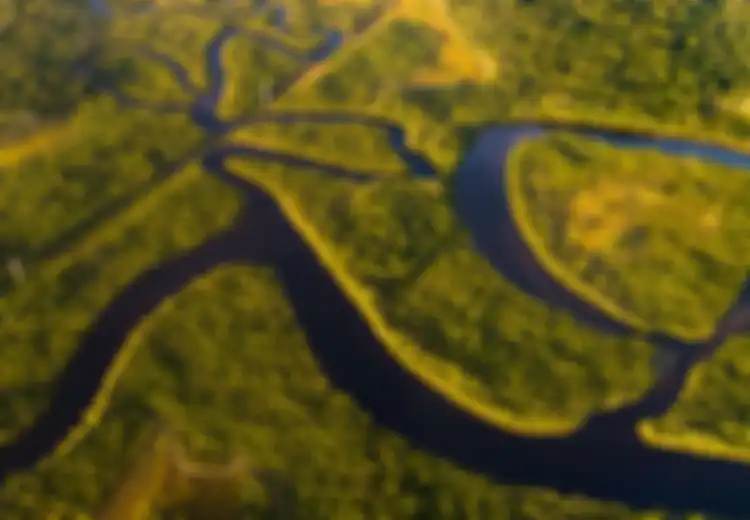 Hutan Hujan Amazon Semakin Tandus, Sebuah Proyek Reboisasi Dengan Menanam 73 Juta Pohon Siap Dilakukan
