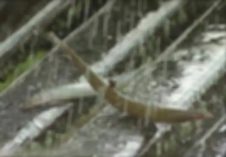 Misteri Di Balik Terjadinya Hujan Ikan Yang Jatuh dari Langit