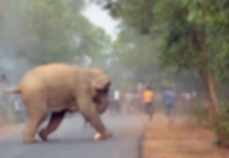 Diserang Penduduk, Bayi Gajah Ini Terbakar. Foto Momen Tersebut Menangi Lomba Internasional
