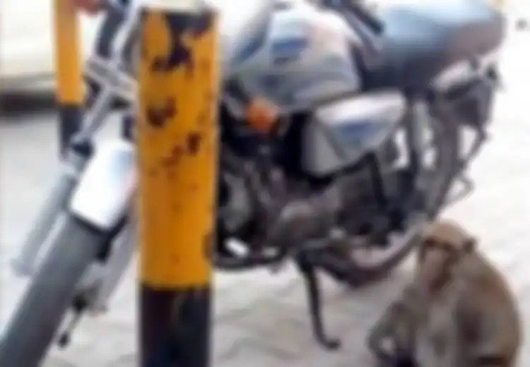 Aneh, Tolak Pisang dan Kacang, Monyet Ini Lebih Suka Makan Bensin Motor