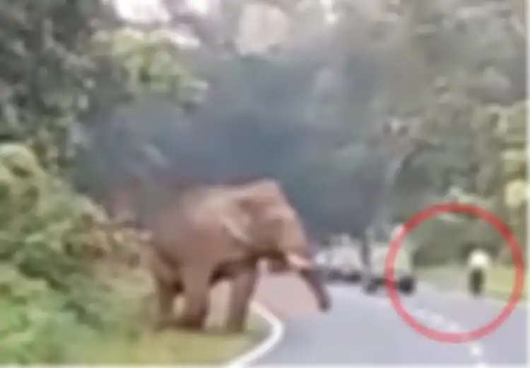(Video) Dipotret Terlalu Dekat, Gajah Ini Marah dan Injak-injak Orang yang Memotretnya Hingga Tewas