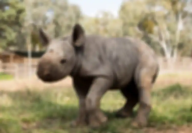 Bahagia! Seekor Bayi Badak Hitam yang Langka Telah Lahir di Kebun Binatang Australia