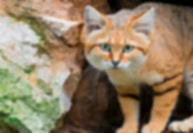 Perkenalkan: Kucing Pasir! Satu-satunya Spesies Kucing yang Hidup di Gurun Berbekal Kemampuan 'Khusus'