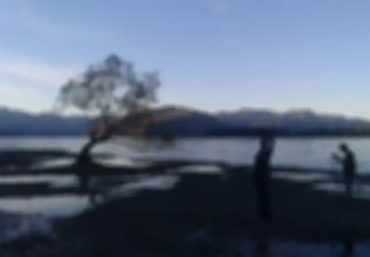 Gara-gara Sebuah Pohon Willow Tumbuh di Atas Danau, Tempat Ini Langsung Jadi Incaran Fotografer Dunia