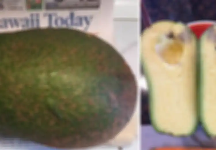 Wow, Sebuah Alpukat Raksasa Ditemukan di Hawaii, Besarnya Setara Dengan Kepala Orang Dewasa