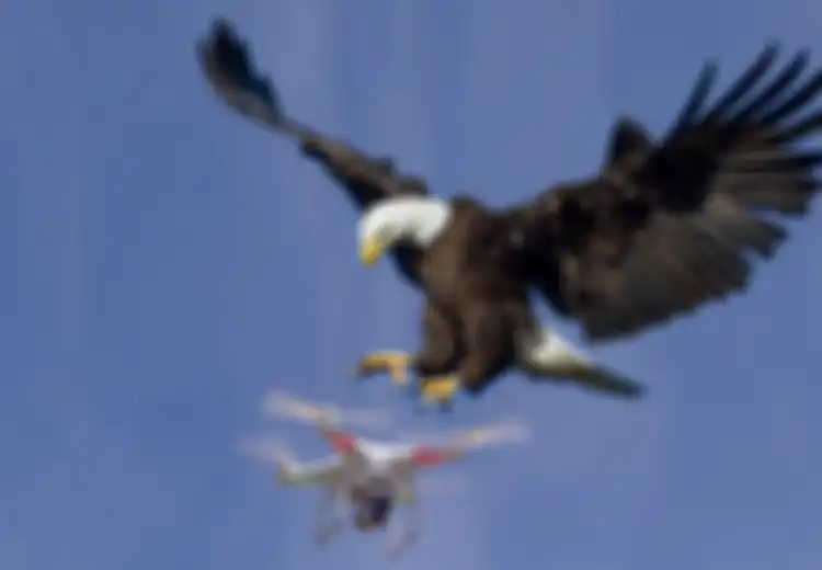 Bukan dengan Senjata Api atau Hacker, Militer AS Gunakan Elang Sebagai Penangkal Drone