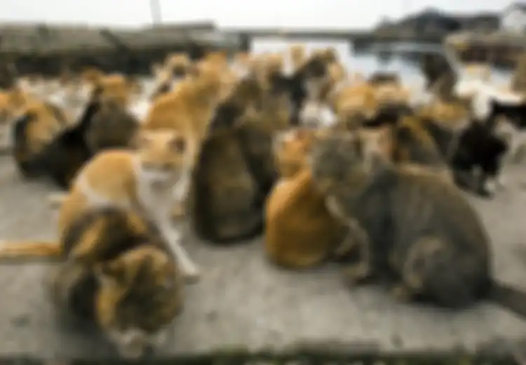 Punya Hobi Boleh Saja, Asal Jangan Seperti Perempuan Ini yang Mencoba Bunuh Diri Setelah Membeli Kucing