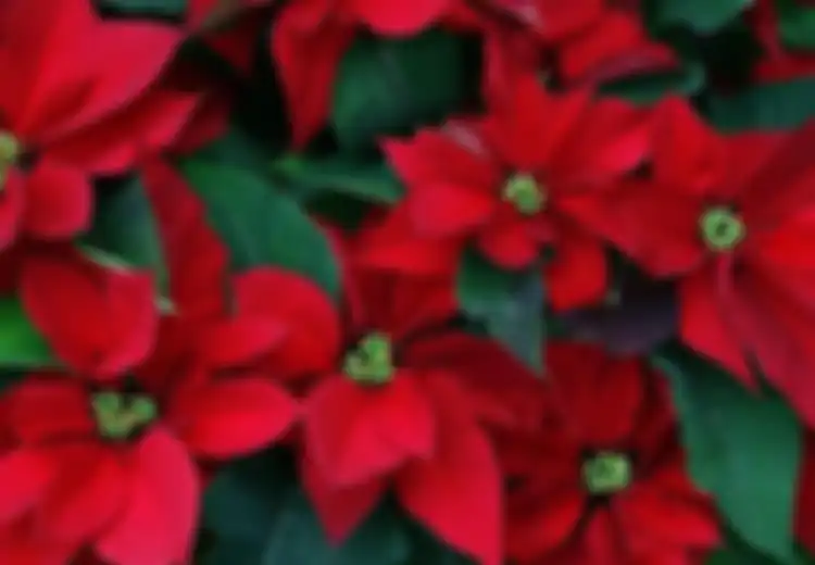 Kastuba, Tanaman Khas Menjelang Natal Ini kan Cantik Bila ‘Dipingit’ Lebih Dahulu