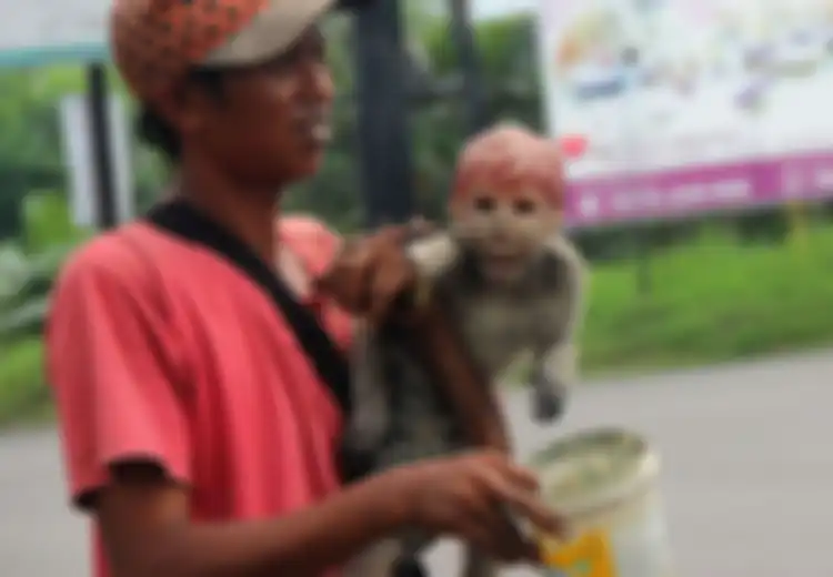 Kejam! Praktik Topeng Monyet Masih Marak Terjadi di Indonesia