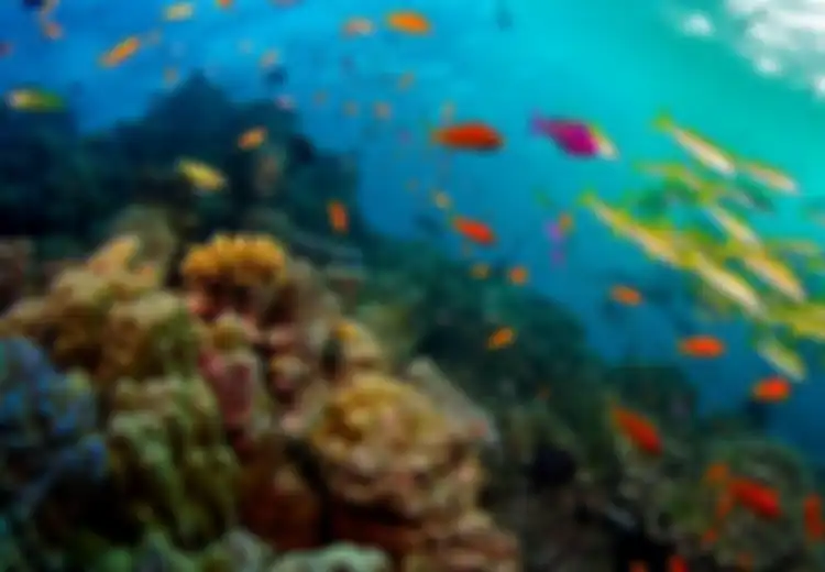 Inilah Great Barrier Reef Terumbu Karang Terbesar di Dunia yang Lebih Luas dari Tembok Besar China, Kondisinya Kini Memprihatinkan