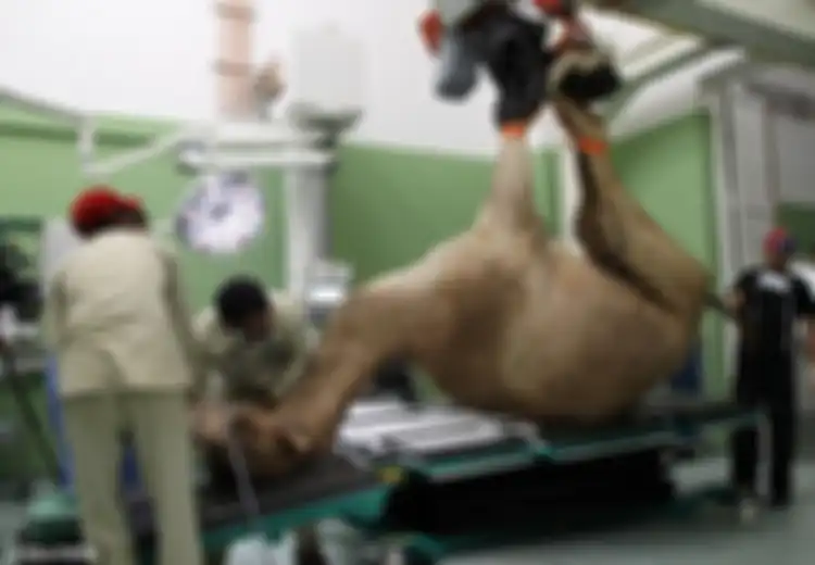 Inilah Camel Hospital, Rumah Sakit Khusus Unta Pertama di Dunia, Letaknya Ada di Dubai