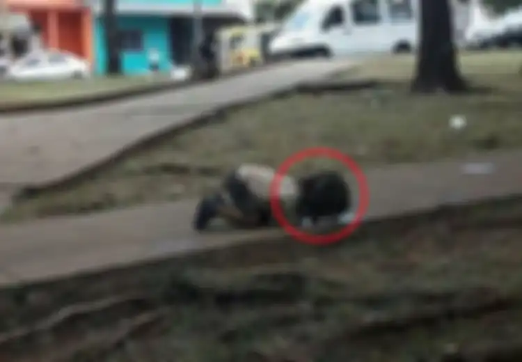 Potret Menampar Nurani! Gadis Kecil ini Kehausan dan Harus Minum Air Kubangan