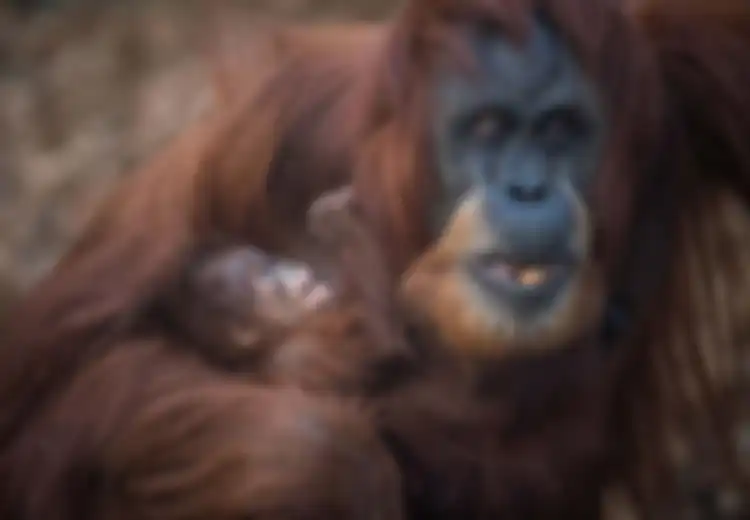 Kabar Bahagia: Telah Lahir Bayi Orangutan Sumatera Langka di Inggris