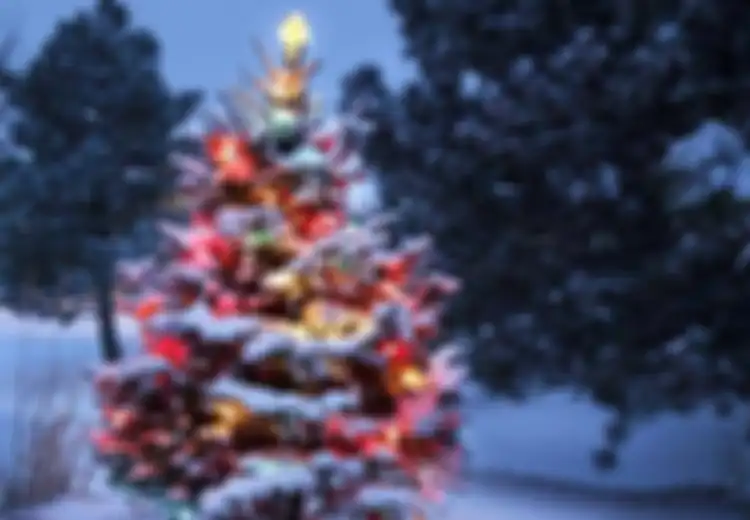 ‘Cedrus libani’, Pohon Natal Tulen yang (Nyaris) Hanya Ada di Tanah Palestina dan Lebanon