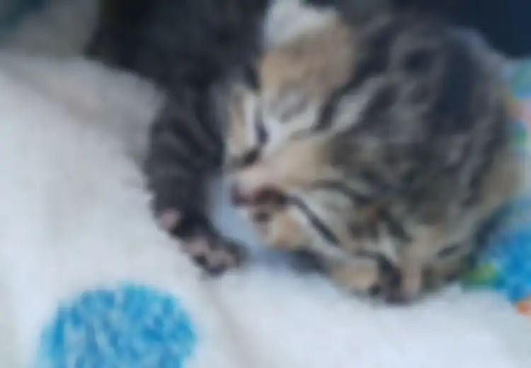 Kucing Ini Terlahir Bermuka Dua, Apakah Ia 'Titisan' Dewa Janus Romawi?