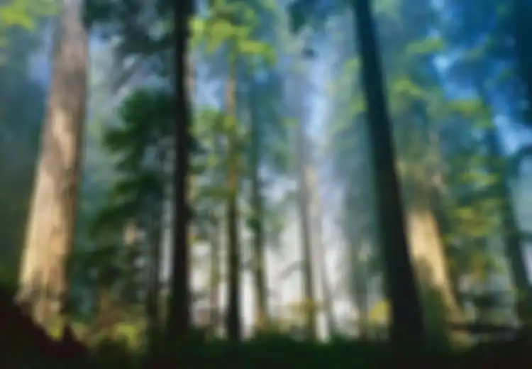 Ingin Hilangkan Stres? Cobalah Shinrin-yoku Alias 'Mandi Hutan' Ala Jepang Ini!