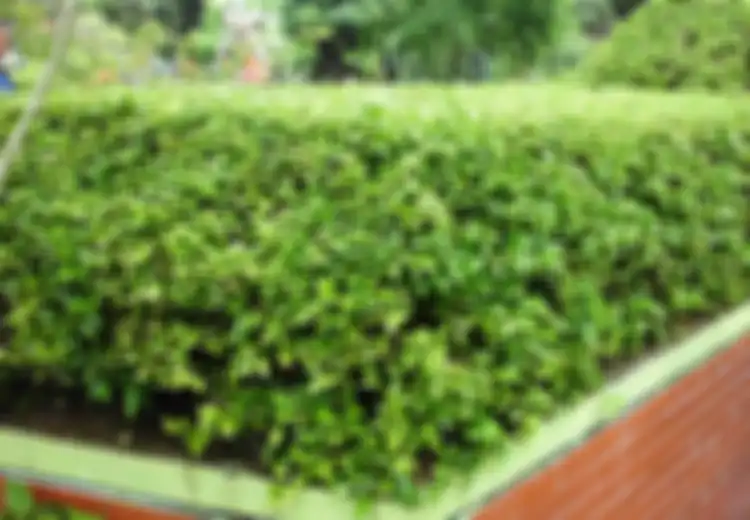 Tak Hanya Jadi Pagar Rumah, Ini 5 Manfaat Tanaman Beluntas yang Sering Dianggap Sebelah Mata dan Dilecehkan