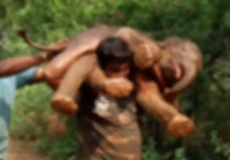 Gendong Bayi Gajah yang Terjerembab di Parit, Pemuda India Ini Mendadak Viral dan Banjir Dukungan di Media Sosial