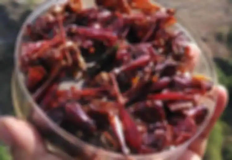 Belalang Goreng Panganan Enak dan Bergizi Tinggi, Khas Gunung Kidul!