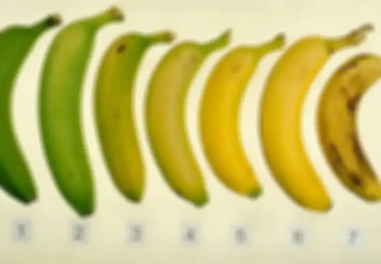 Coba Tebak, Pisang Nomer Berapa yang Paling Sehat Menurut Anda? Jawabannya Mengejutkan!