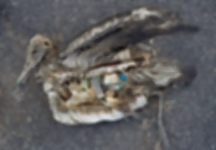 Sedih, Burung-burung Ini Mati Dengan Perut Penuh Sampah, dan Itu Semua Karena Ulah Kita