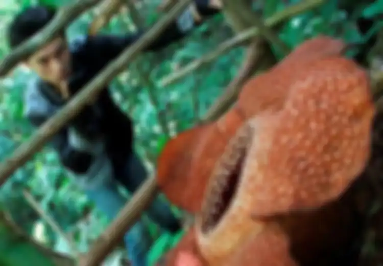 25 Tahun Jadi Ikon Bunga Nasional Indonesia, Ini 6 Tempat di Indonesia untuk Melihat Bunga Rafflesia arnoldii