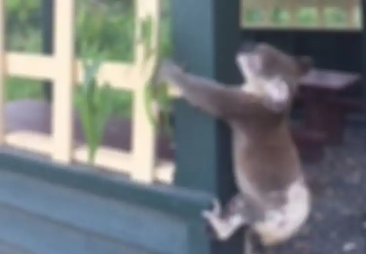 Keji! Bukannya Dikubur, Koala Mati Ini Malah Dipaku untuk Dijadikan ‘Pajangan’