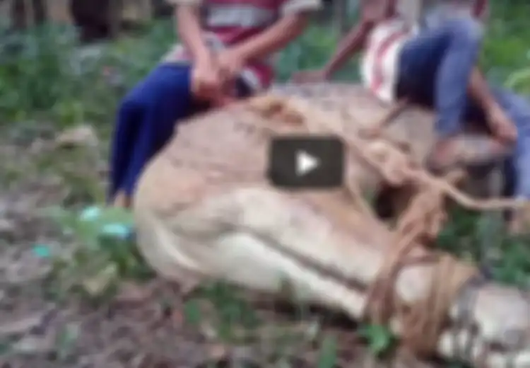 (Video) Warga Seruyan Taklukkan Buaya Putih Raksasa Sepanjang 6 Meter dan Berat 1 Ton