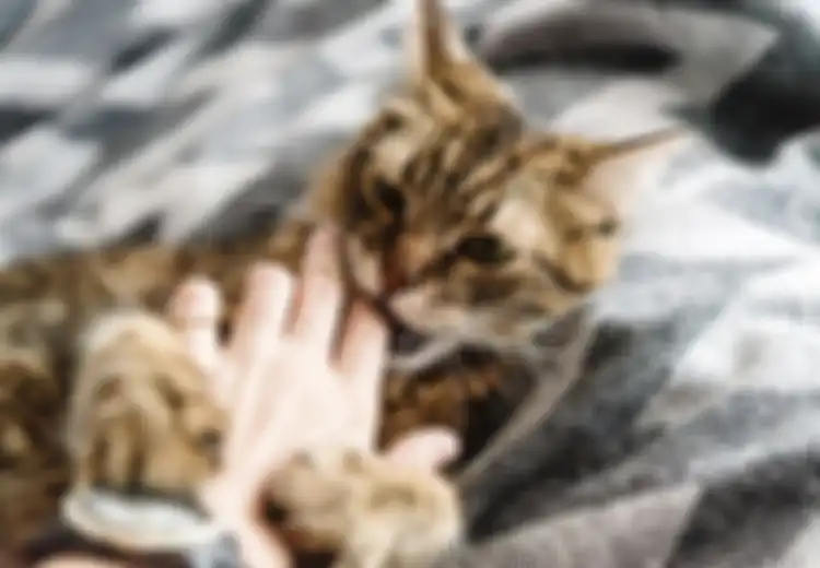 Pendapat Anda Selama Ini salah, Gigitan Kucing Seringkali Lebih Berbahaya dari Anjing!