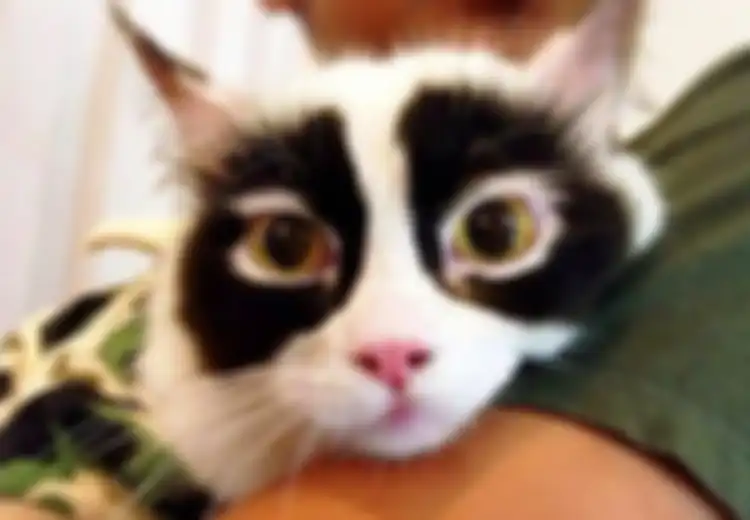 (FOTO) 10 Kucing Ini Punya Motif Bulu Paling Unik Sekaligus Lucu! Anda Pasti Tertawa Melihatnya!