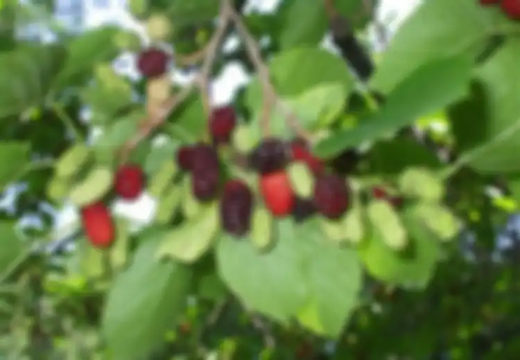 Murbei Buah Kecil nan Manis, Bermanfaat Mencegah Kanker dan Melancarkan Pencernaan Juga Lho