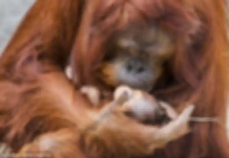 Bukan di Rumah Aslinya, Induk Orangutan Kalimantan Ini Justru Melahirkan di Florida Amerika