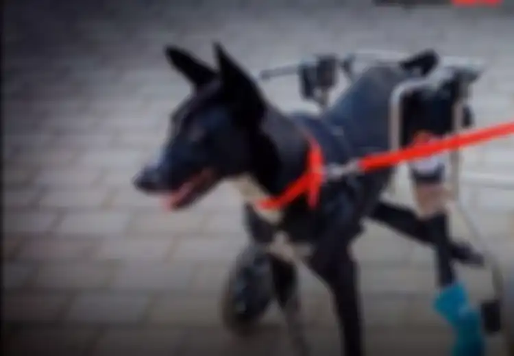 Anjing Jalanan Lumpuh yang Terselamatkan Celengan Berusia 10 Tahun Ini Tunjukkan Bila Kemanusiaan Masih Ada di Dunia!
