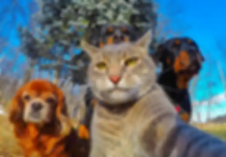 Tidak Hanya Manusia yang Keranjingan, Kucing Ini Juga Jago Selfie Pakai Kamera GoPro!